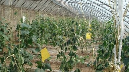 贵州有机化肥生产厂家